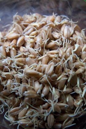 Barley begins to germinate