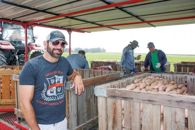 David Souza out in his family’s farm as sweet potatoes are harvested.