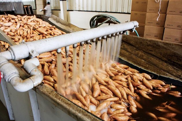 Sweet potatoes being washed after harvesting.